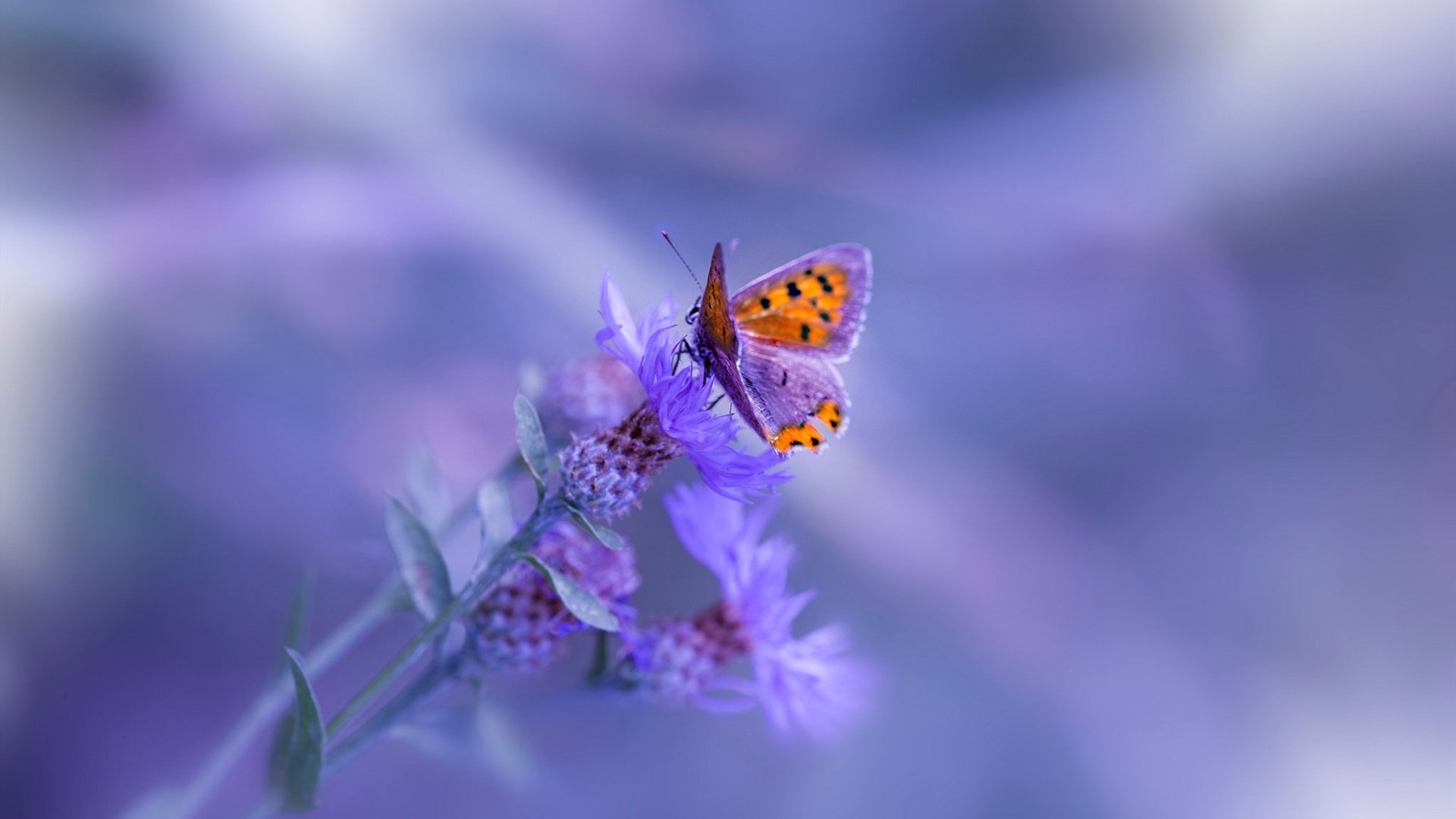 开云体育-“德甲强大阵容炫技，比赛精彩纷呈”，德甲最强